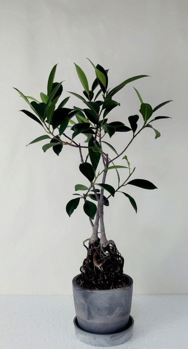 ベンジャミン 鉢植え 強く・楽しく・美しく拍卖