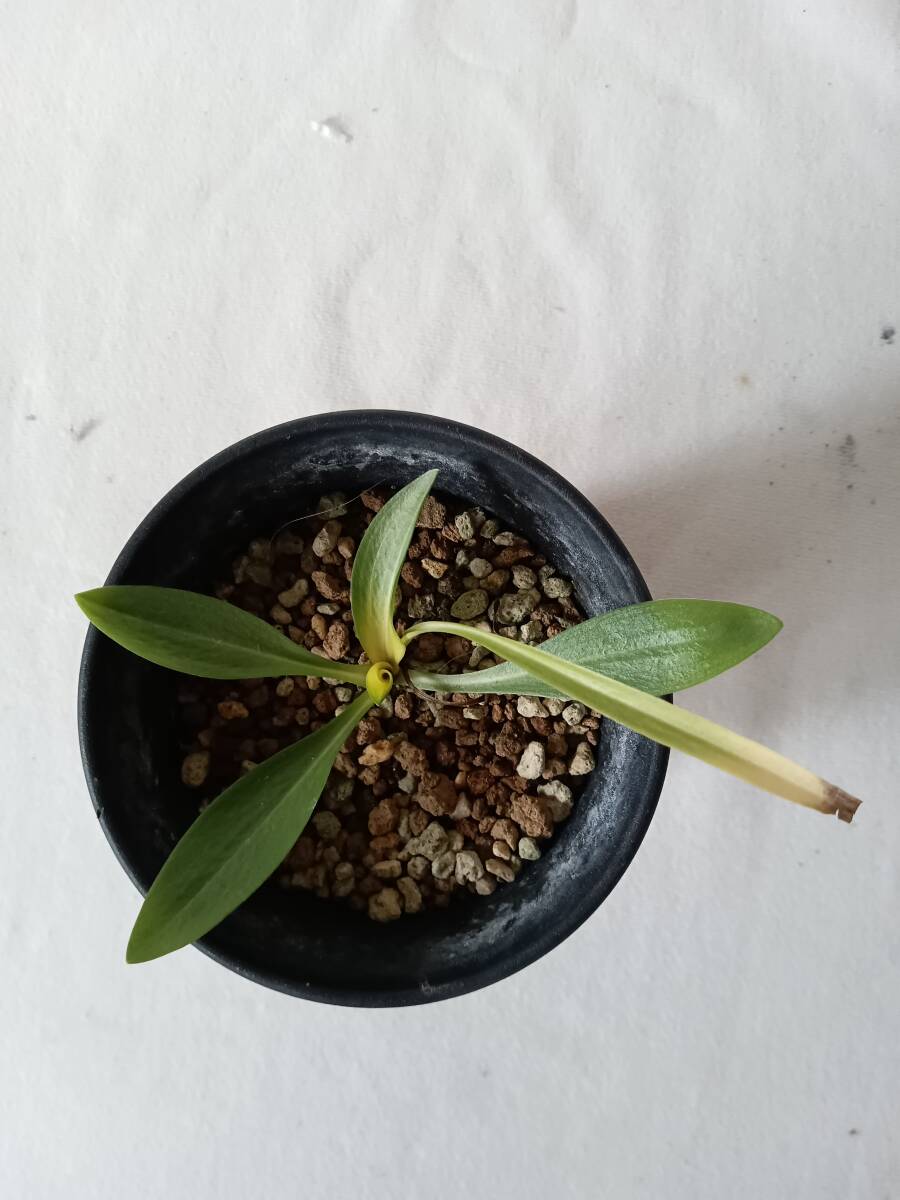 小町蘭 ネジバナ 後光 錦蘭 山野草 春蘭 ウチョウラン拍卖