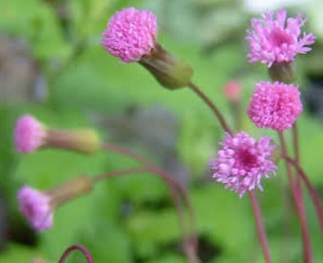 種 カカリアのピンク色拍卖