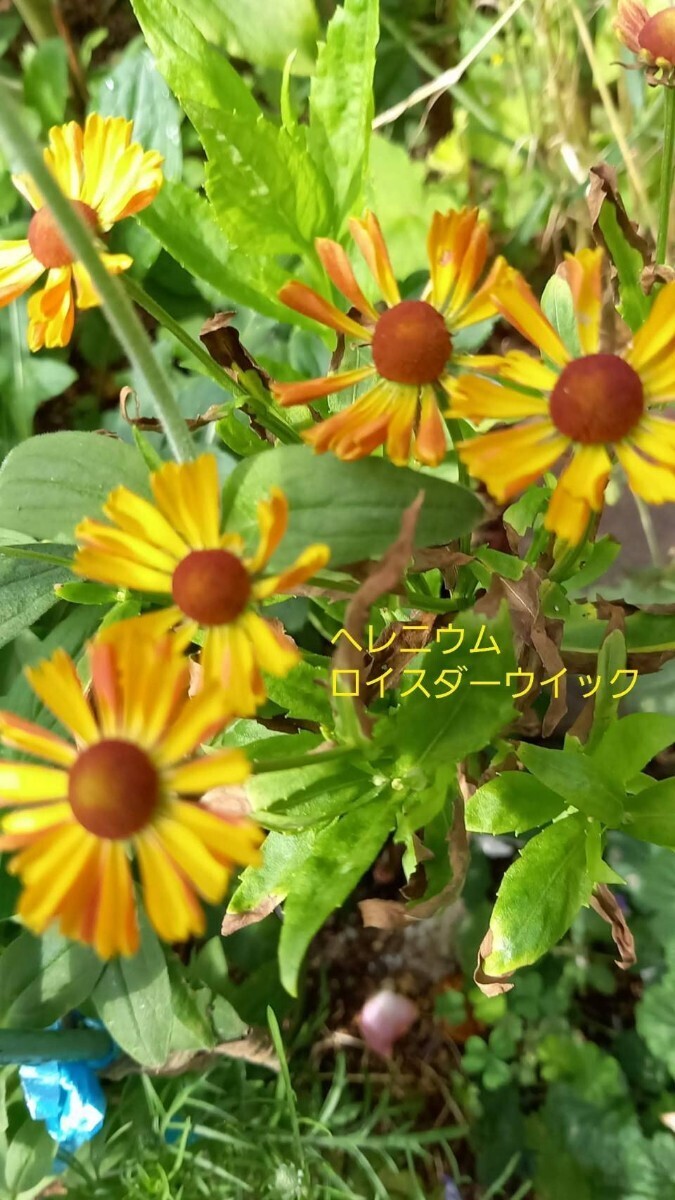 花種ヘレニウムロイスダーウイック拍卖