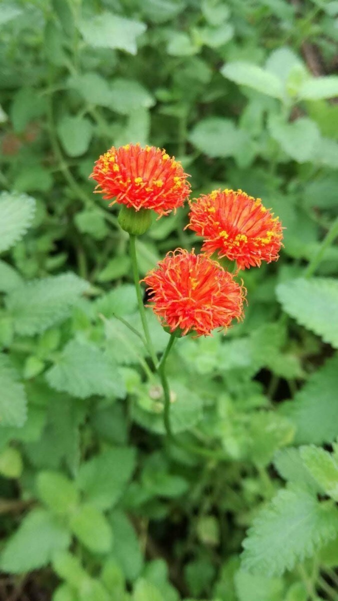 種 カカリアオレンジ色拍卖