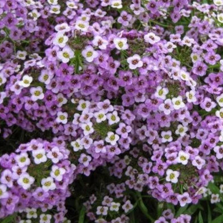スィートアリッサムバイオレット 花の種拍卖