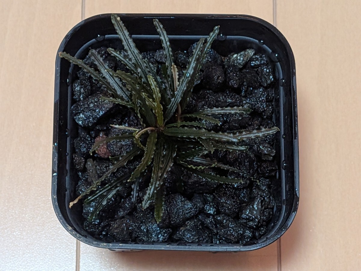 【AZ便】Bucephalandra sp.Ng Pinoh Selatan【AZ0819-3】ブセファランドラ拍卖