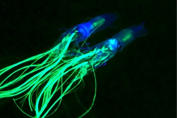 即決!ホタルイカ仕様【グリーンケイムラ烏賊ベイト 2個セット】 タイラバスカートレス鯛ラバ仕掛け ダイワがまかつシマノ烏賊ラバ拍卖