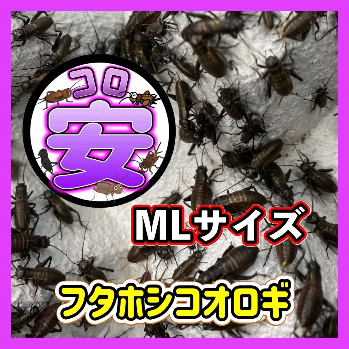 MLサイズ(1.3cm〜1.8cm)150匹(死着保証込み)の出品になります。フタホシコオロギ拍卖