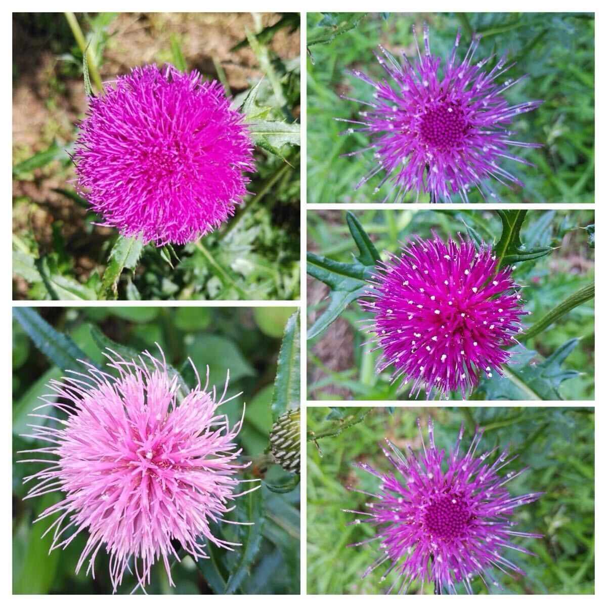 あざみ 野薊 花の種50粒以上拍卖