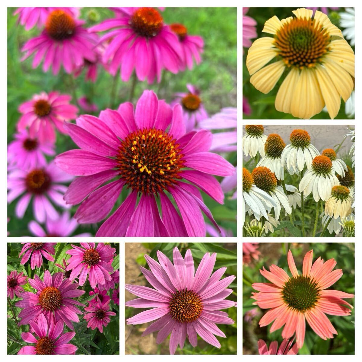 エキナセア mix色 花の種100粒拍卖