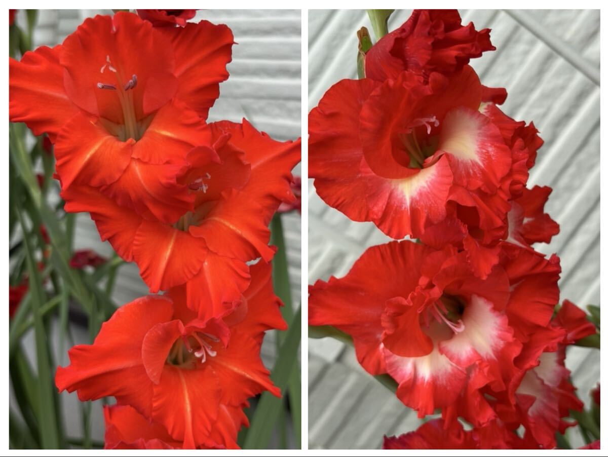 グラジオラス 球根15個 赤系拍卖