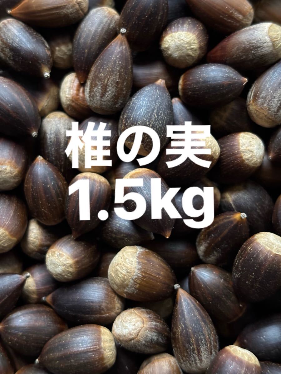 椎の実 1500g以上拍卖