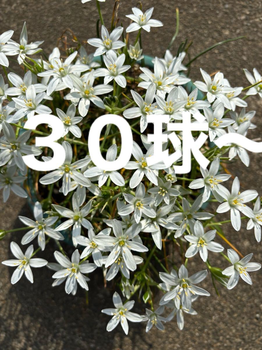 オーニソガラム 小さめ球根30球〜拍卖