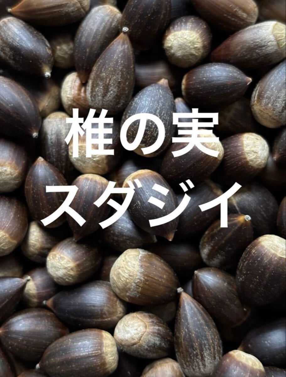 椎の実 スダジイ 800g以上拍卖