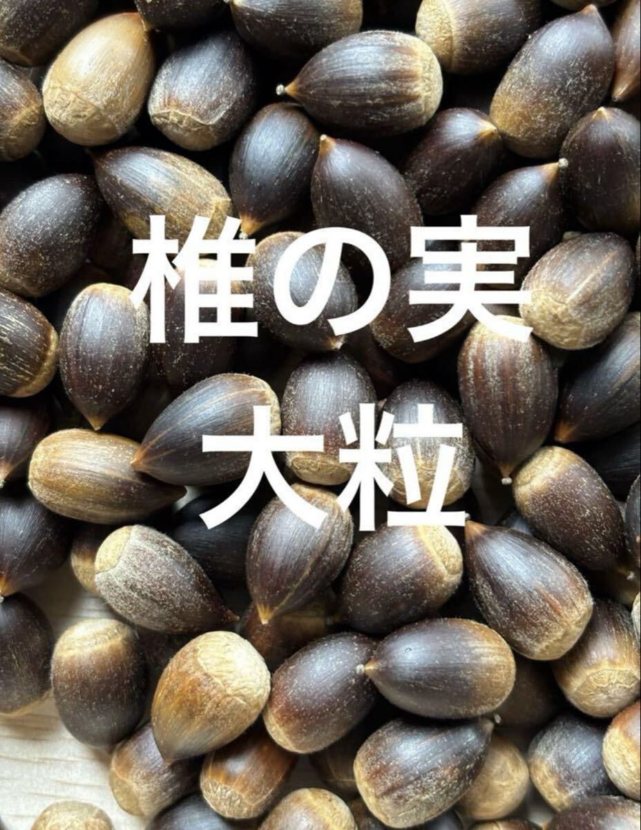 椎の実 スダジイ 大粒1000g以上拍卖