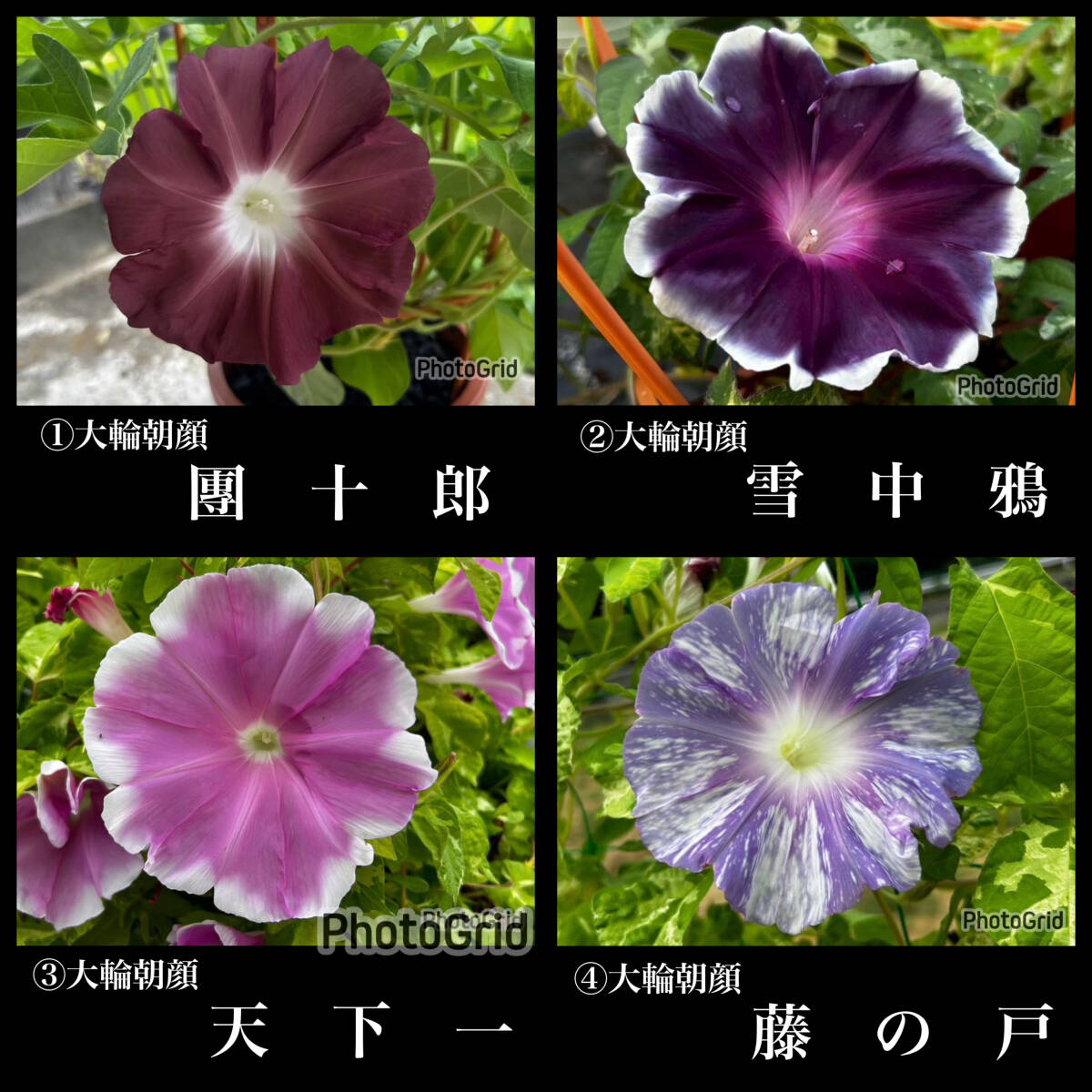 大輪朝顔の種(16品種の中から5品種お選びください)/変化朝顔/草花/山野草/バラ/クレマチス/クリスマスローズ/家庭菜園/サボテン拍卖