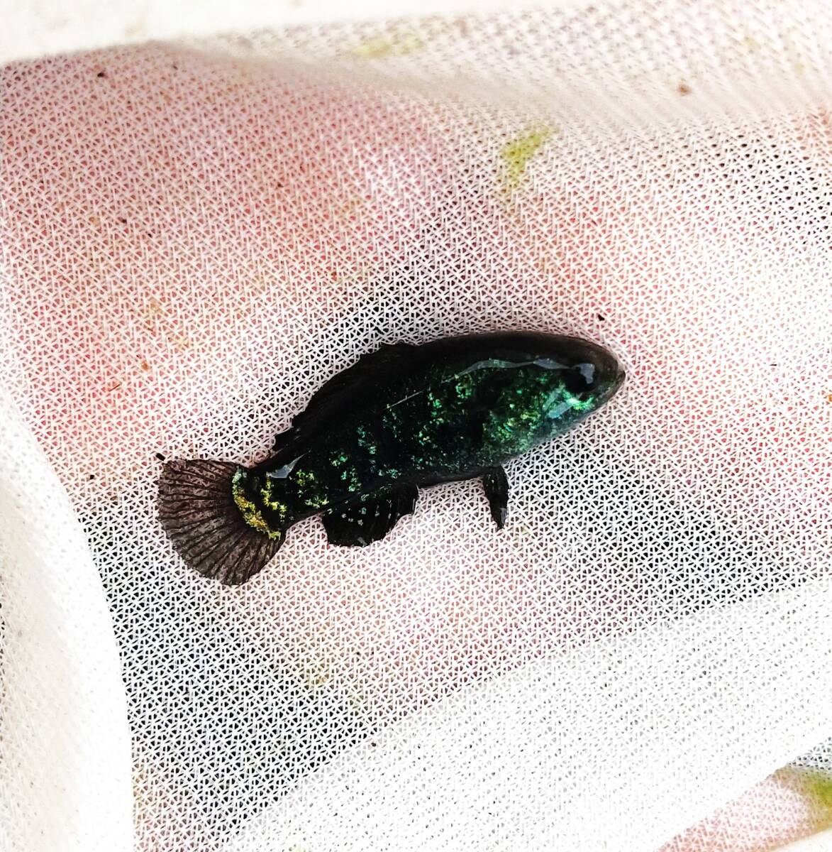 ピグミーサンフィッシュ エヴァーグラディ 5匹 同梱不可 【動画あり】拍卖