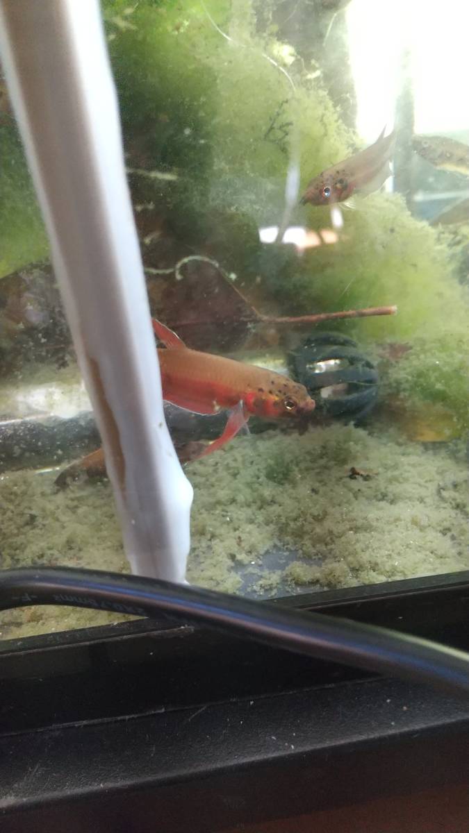 ワイルドベタ ルブラ スブラサラム産 国内ブリード個体 5匹 同梱不可 【動画あり】拍卖