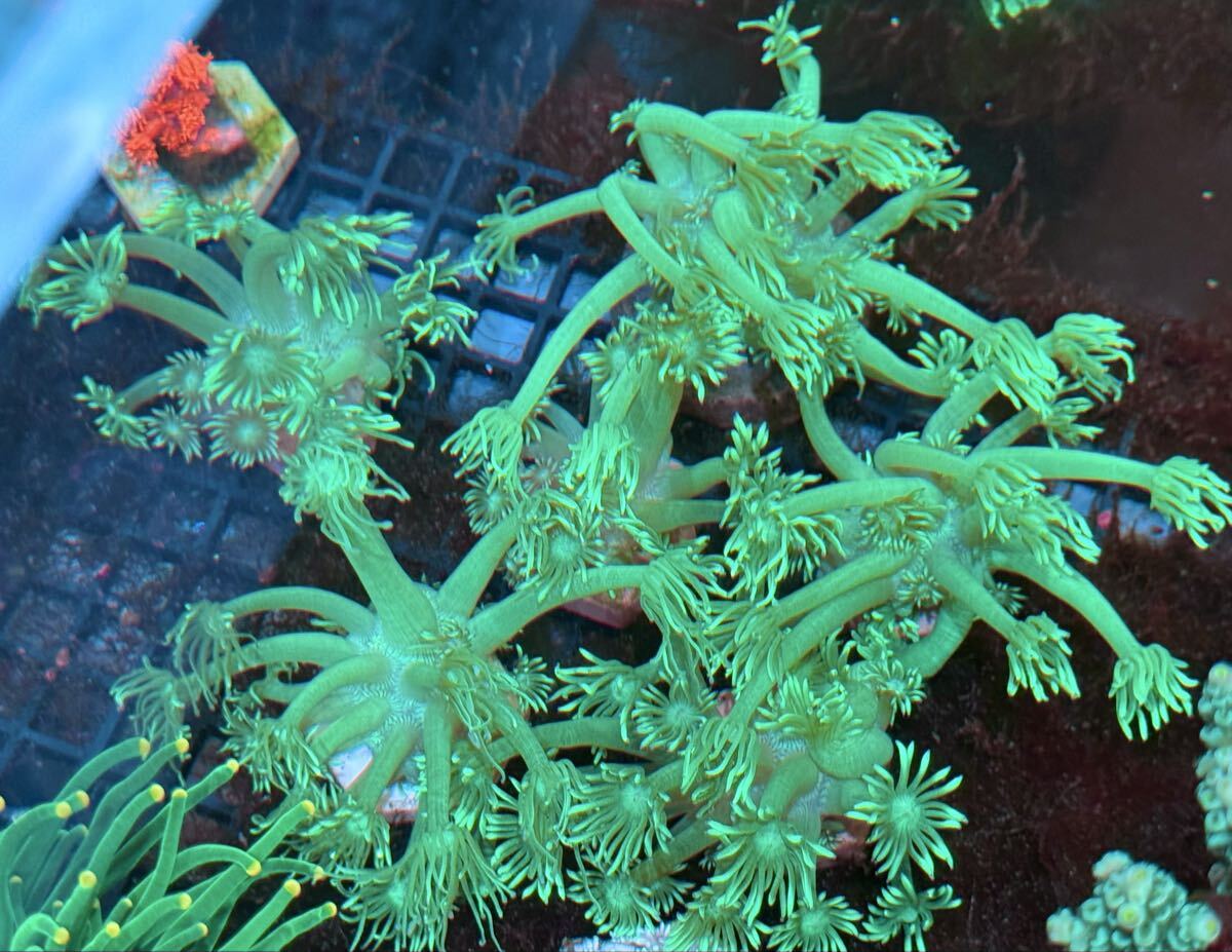 ハナガサ蛍光グリーン拍卖