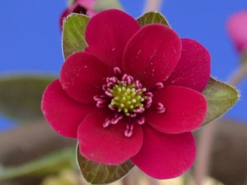 雪割草【朱毬作出交配】標準花(HL1145)拍卖