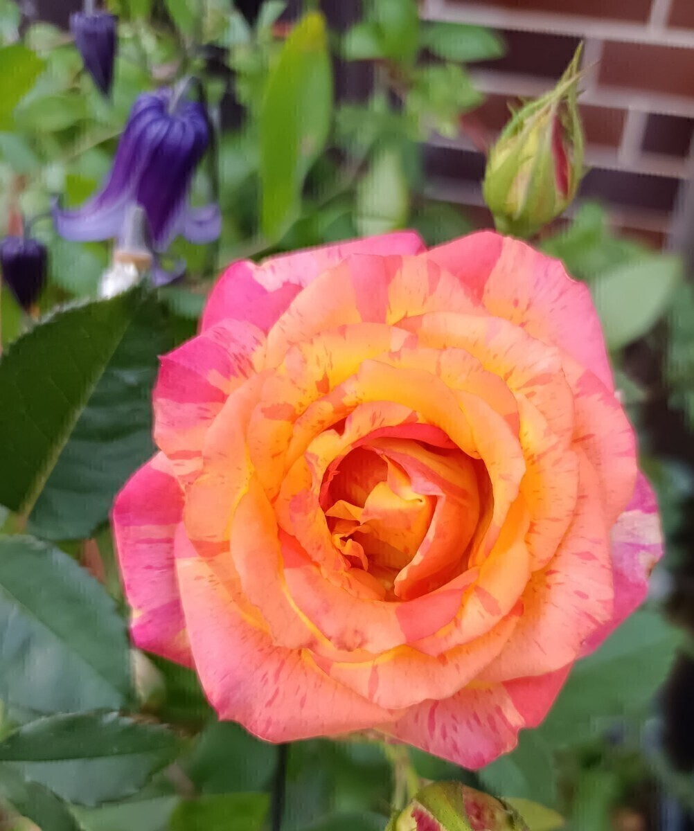 マーブル・コンフィティ拍卖