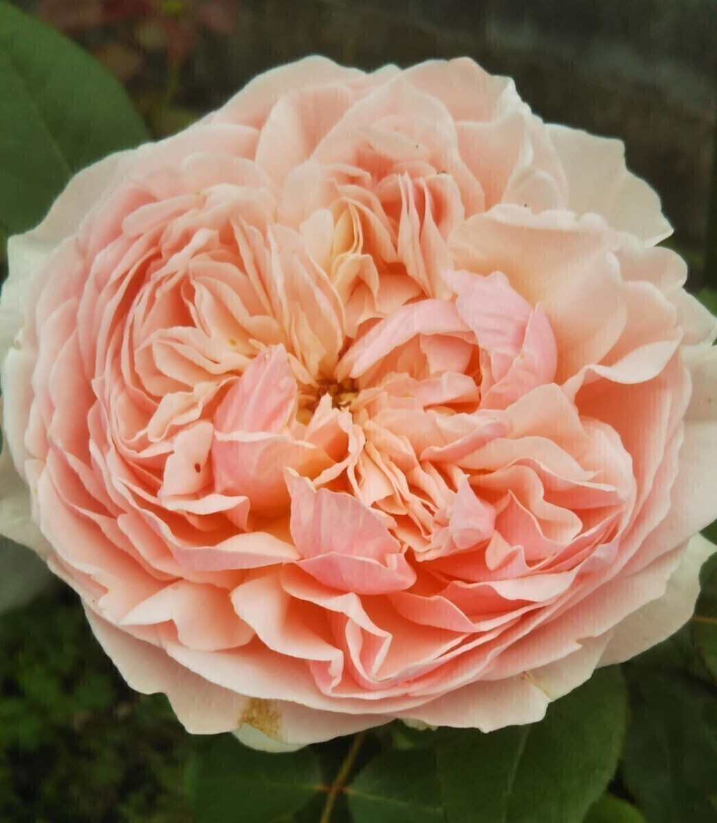 廃盤品種 エブリン③拍卖