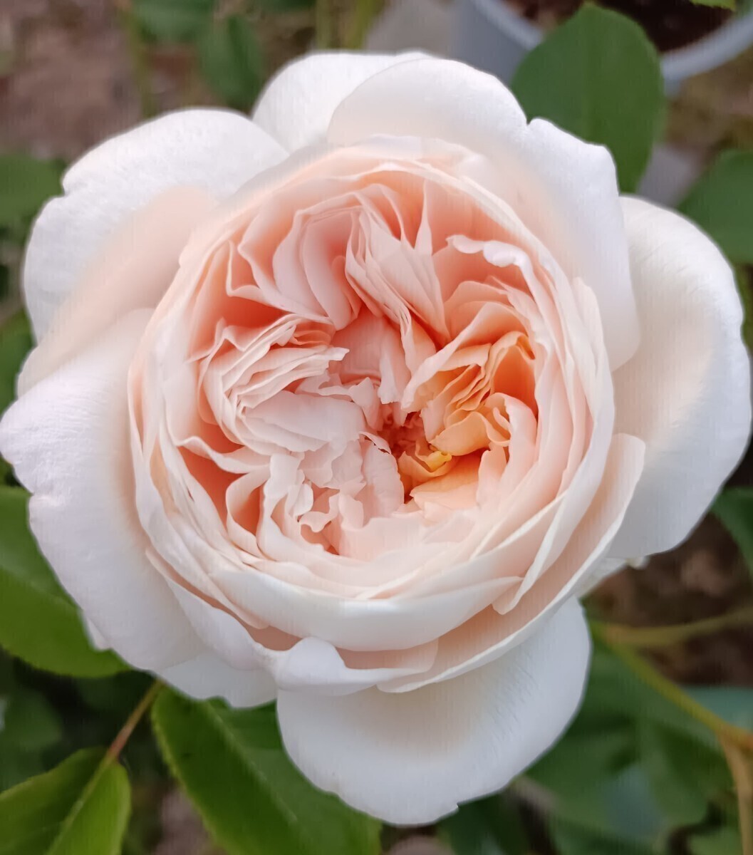 廃番品種 ローズマリー③拍卖