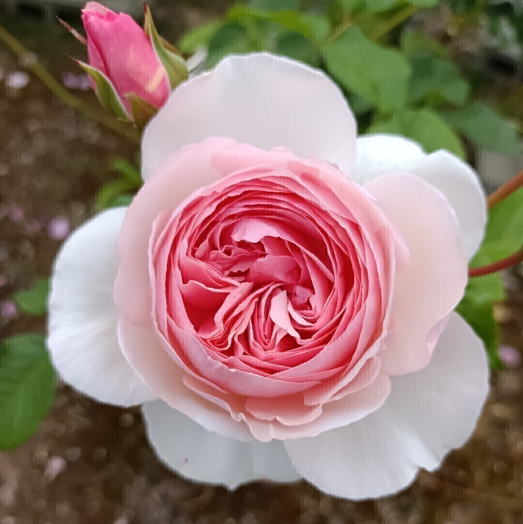 廃盤品種 ヘリテージ④拍卖