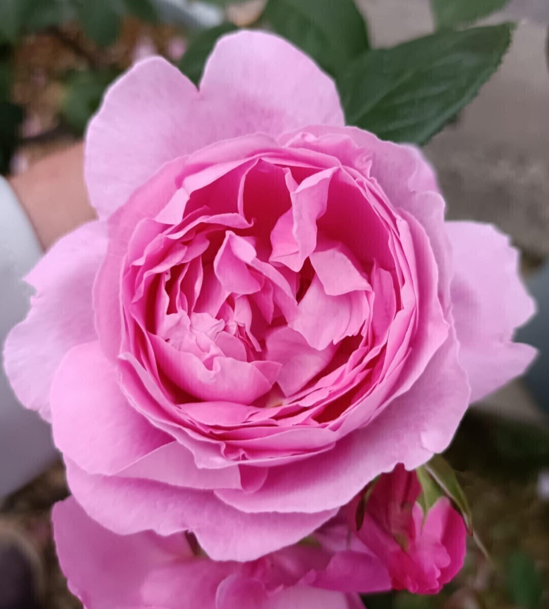 廃番品種 メイヤー・オブ・キャスターブリッジ⑥拍卖