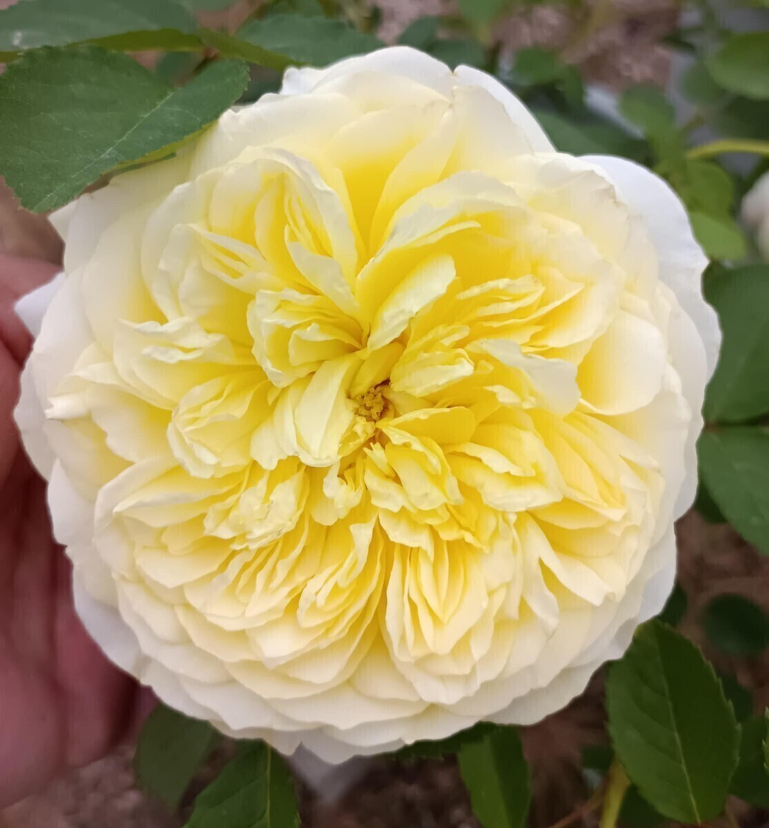 廃番品種 ザ・ピルグリム拍卖