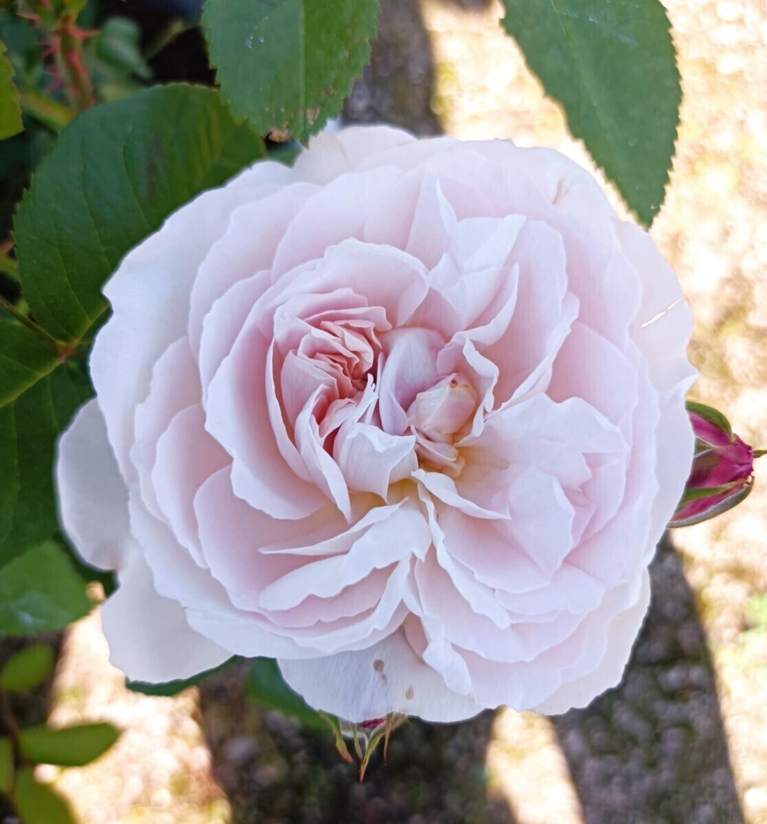 廃番品種  ルドゥーテ②拍卖