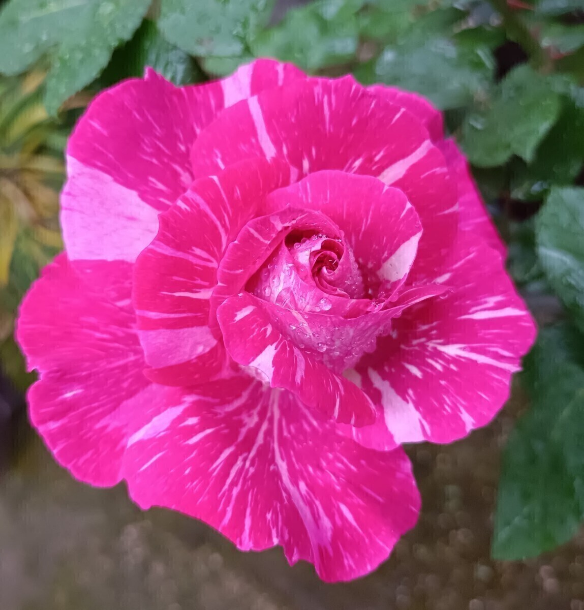 入手困難 キセキ拍卖