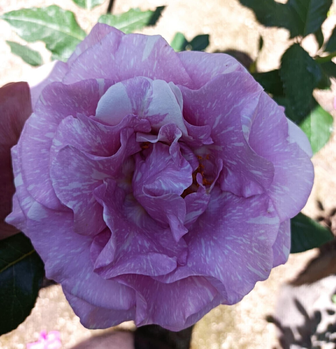 ストレンジャー②拍卖