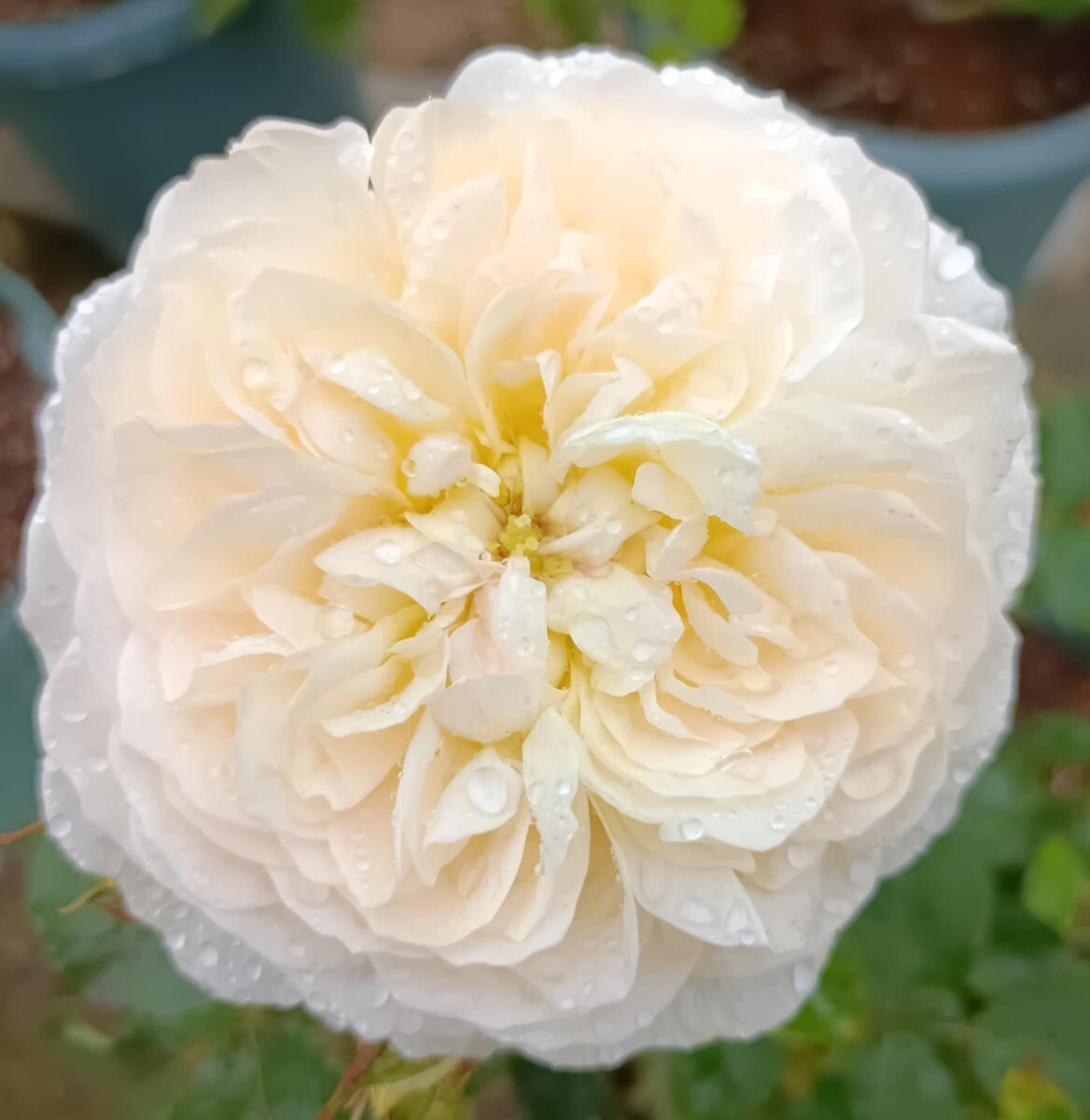 廃盤品種  ルドロウ・キャッスル拍卖