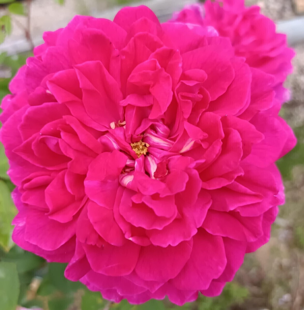 廃番品種 ソフィーズ・ローズ拍卖