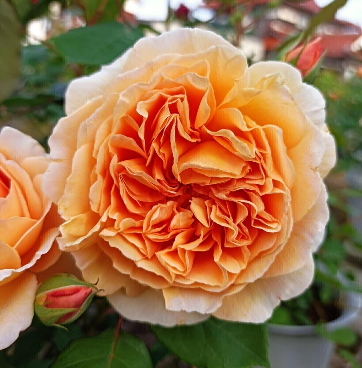 バラ苗 C②拍卖