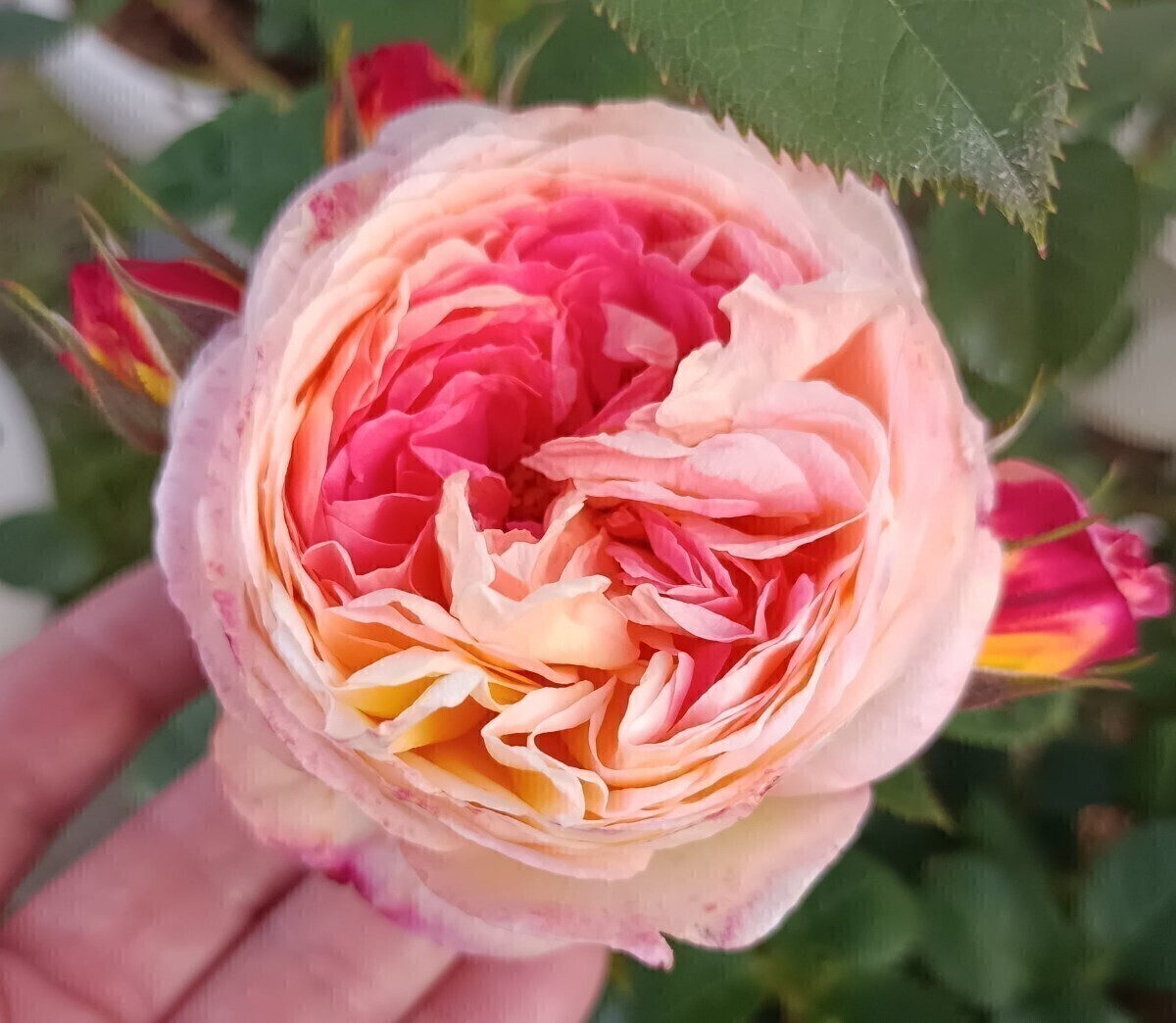 ロソマーネ・ジャノン拍卖