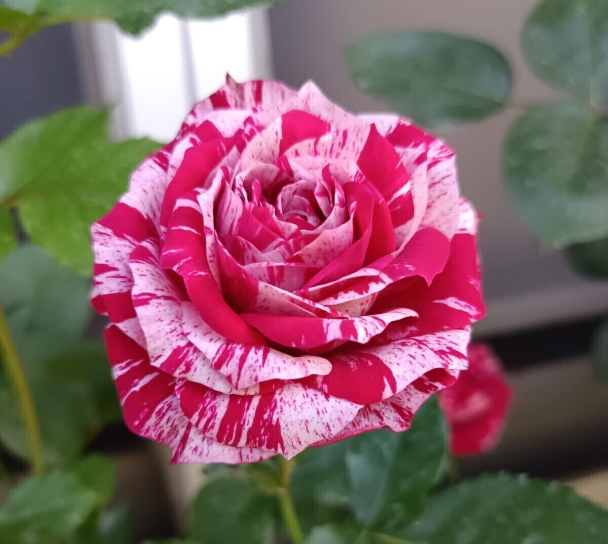 アロー・フォリーズ②拍卖