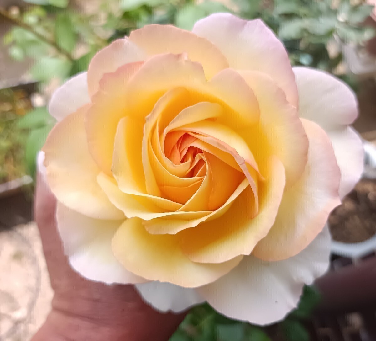 ゴールデン・イブピアッチェ②拍卖