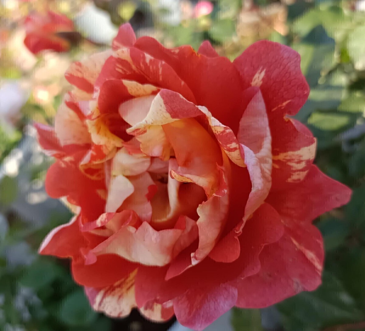 チューブロンスチ②拍卖