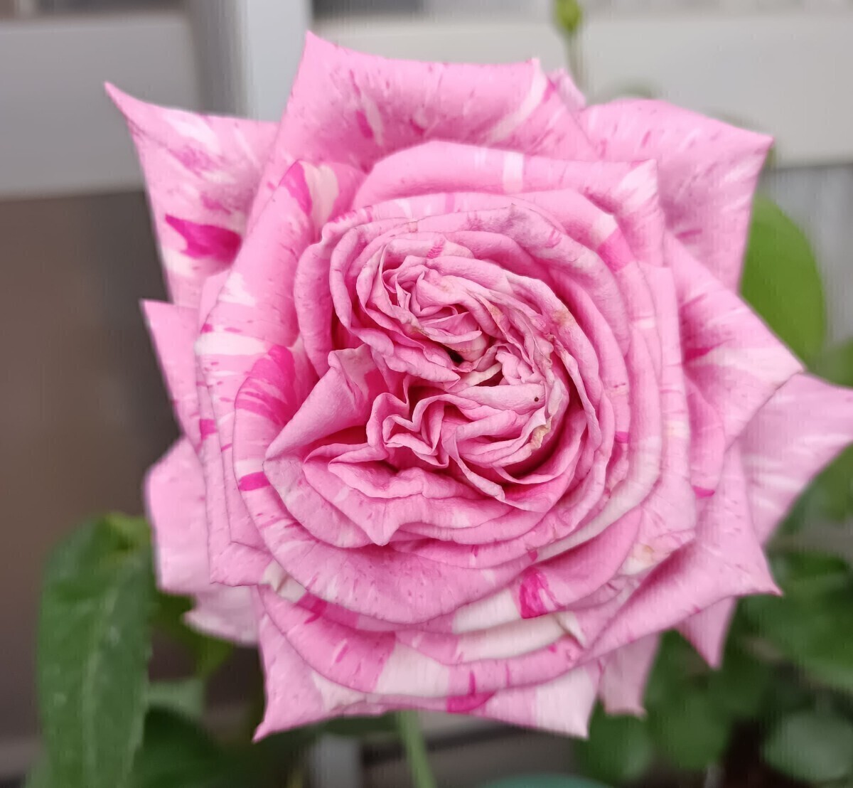 クレイジー・ピンク拍卖