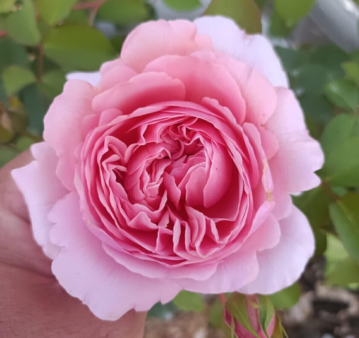 ソニア・リキエル④拍卖