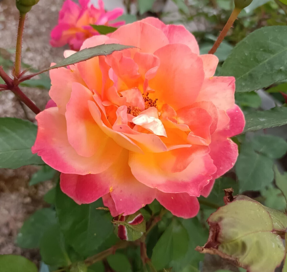 アンネのバラ スヴニール・ドゥ・アンネ・フランク拍卖