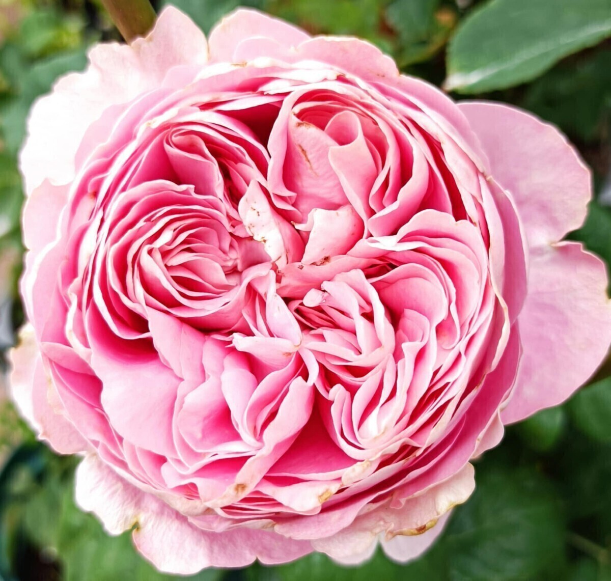 オール4ハート拍卖