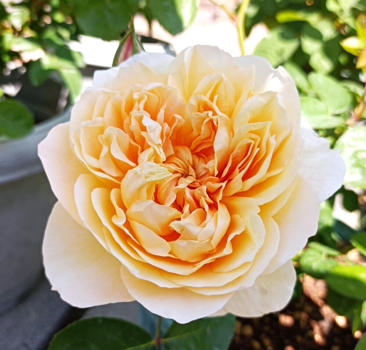 廃盤品種 チャリティ拍卖