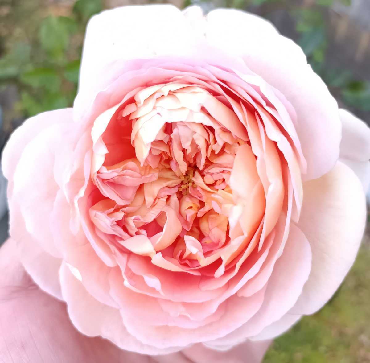 廃盤品種 アブラハム・ダービー④拍卖