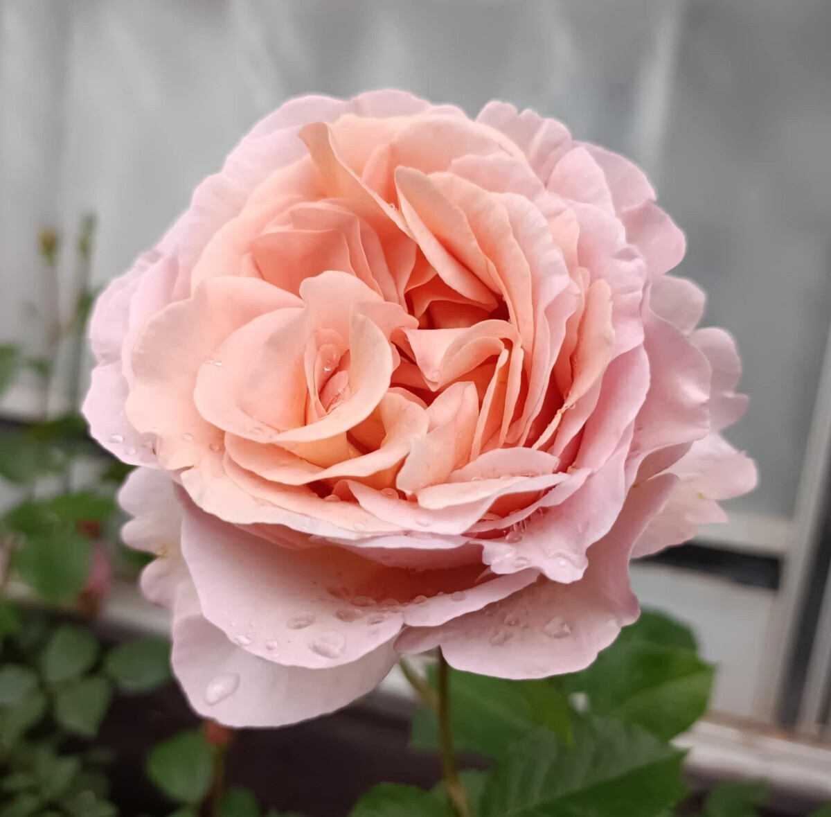 ショコラ・ロマンティカ②拍卖