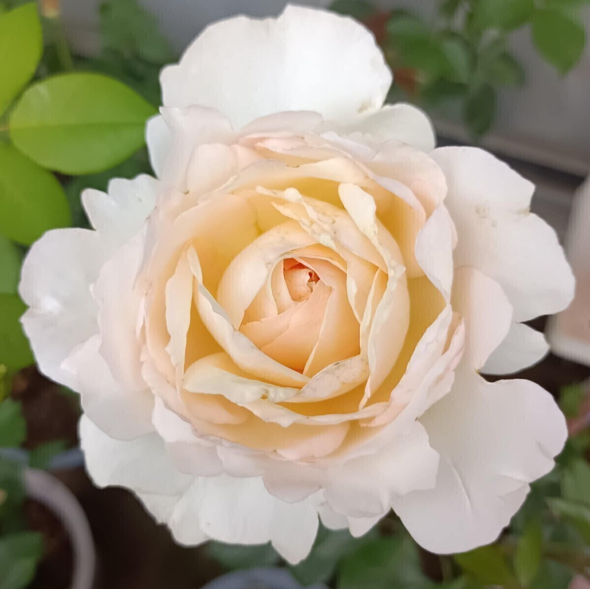 クリーム・イブピアッチェ③拍卖