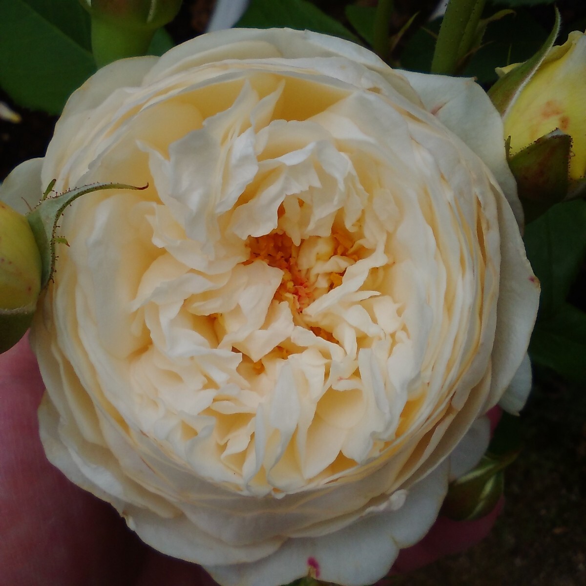 バラ苗 C②拍卖