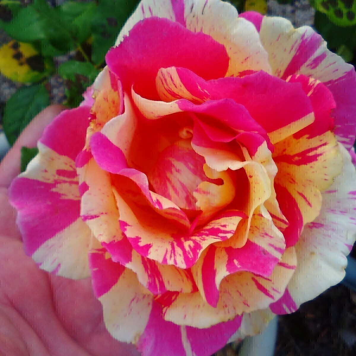 クロード・モネ デルバール社のクロード・モネとは違う品種のクロード・モネ拍卖