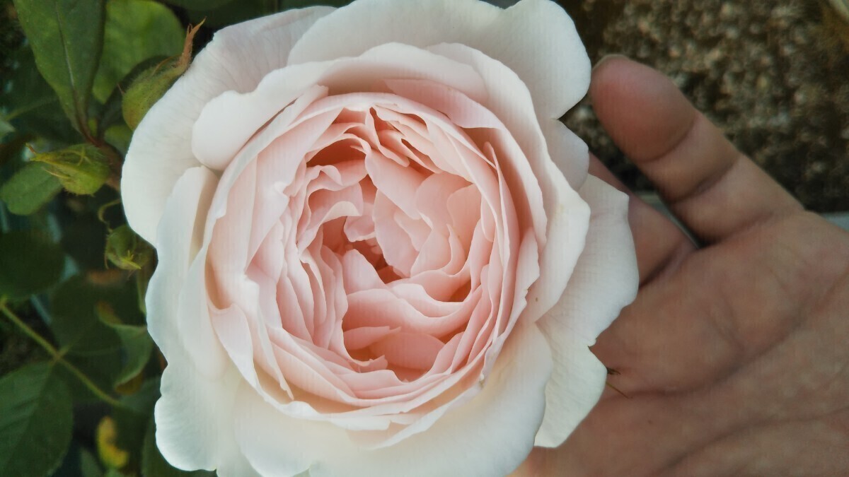 バラ苗 D②拍卖