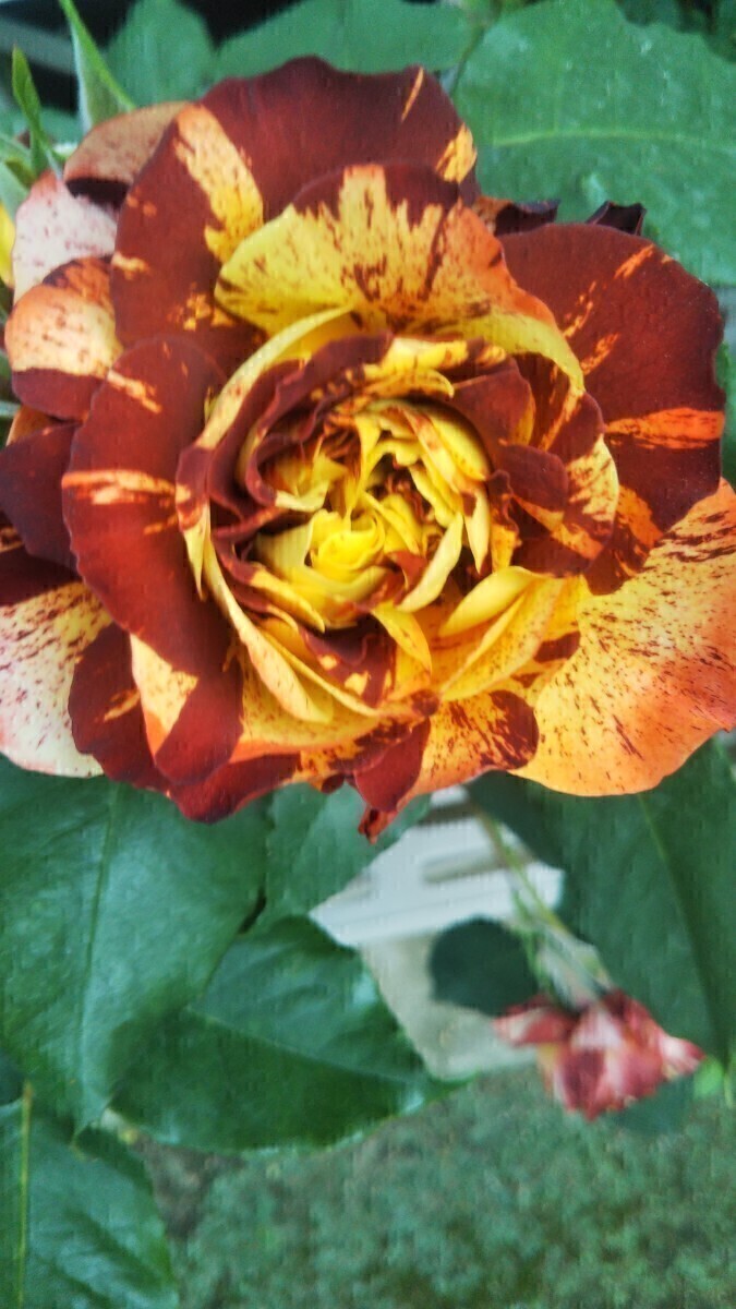 バタデコーラ拍卖