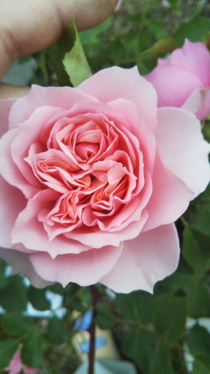 ラ・ローズ・ボルドー拍卖